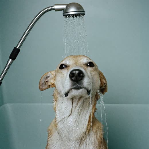 A dog being bathed and rinsed at a grooming bath
